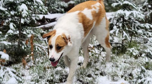 UPDATE: Dog safe at home after over a week missing near Penticton